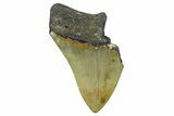 Partial, Fossil Megalodon Tooth - North Carolina #376557-1